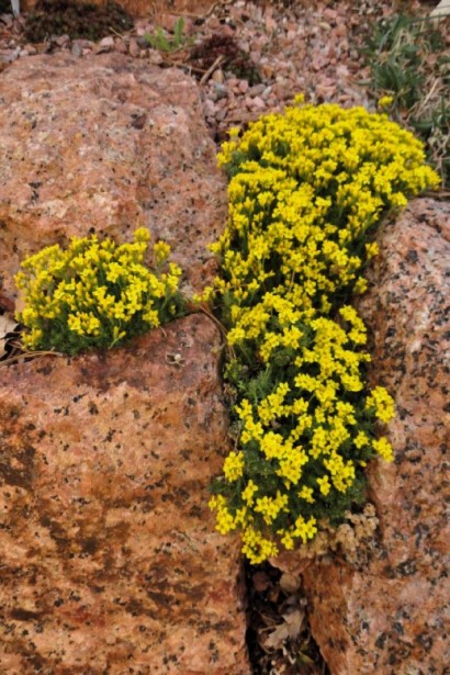 Скельна квітка олімпу